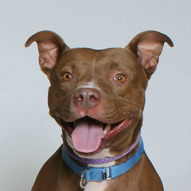 Martin County Pet of the Week - Week of April 23, 2021